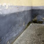 Co jest przyczyną pojawiania się pleśni w rogach mieszkania